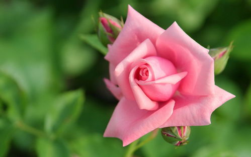 粉玫瑰白玫瑰混搭的花语？