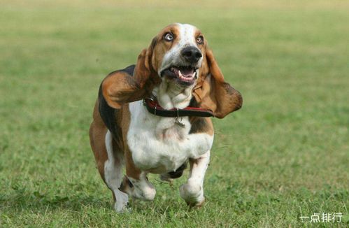 世界十大嗅觉猎犬排名 嗅觉最好的猎犬品种