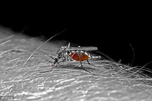 两只蚊子的爱情故事