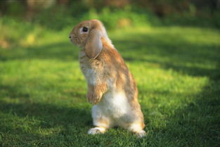 英国垂耳兔和荷兰垂耳兔有什么不一样？