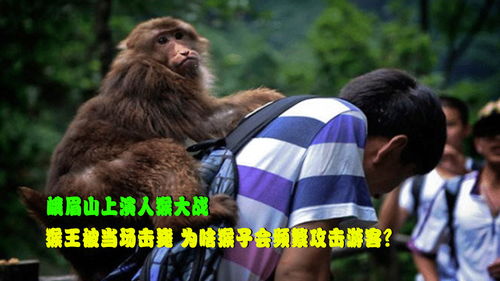 峨眉山上演人猴大战,猴王被当场击毙,为啥猴子会频繁攻击游客 
