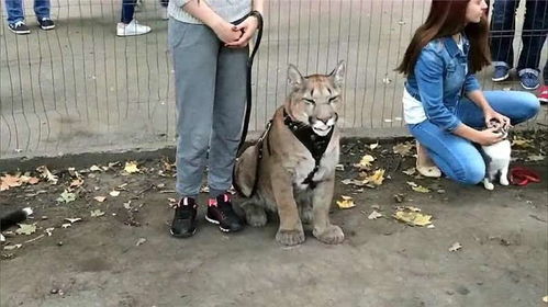 俄罗斯夫妇把它当猫养,这美洲豹凭借着它的身形,迅速在网络走红 
