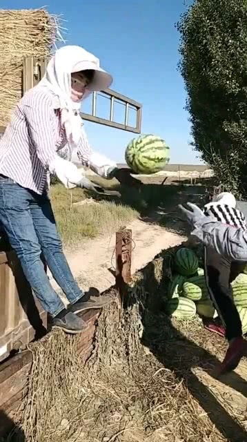 农村里的女汉子装西瓜,看完操作过程,不知道有几个完整的 