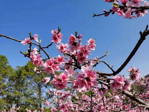 2月6日 3月6日,一生顺遂,桃花朵朵开的4大生肖