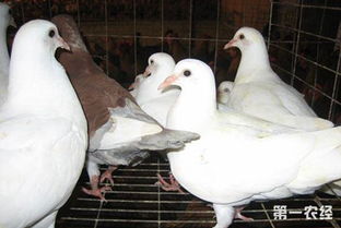 养鸽子要注意些什么 养殖鸽子的注意事项