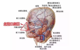 最想不到的人体脆弱敏感部位,碰破皮竟会致命