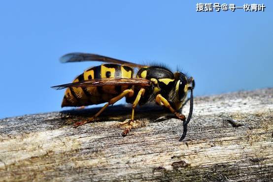 大黄蜂和黄蜂有什么区别 在野外碰到他们怎么办