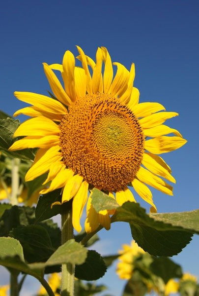 太阳花是向日葵吗,与太阳花最相似的植物？