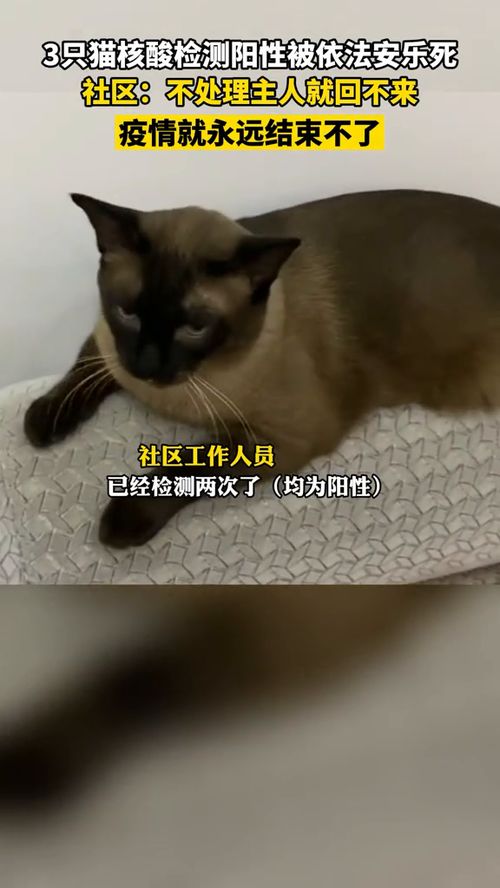 黑龙江 哈尔滨确诊患者家中3只猫核酸阳性被安乐死,社区 不处理主人就回不来,疫情就永远结束不了 