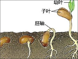 精读黄帝内经阴阳离合论篇第六