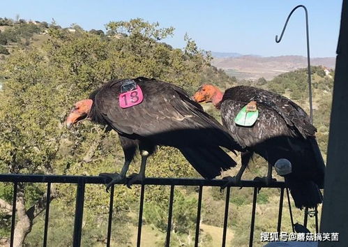 加州妇女发现一群神鹫闯进家门,一只就值10万美元,究竟咋回事