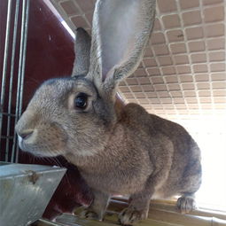 广东大型肉兔养殖场 广东高州养兔基地 现在肉兔价格