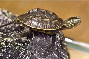 中华花龟长到22cm要多少年？