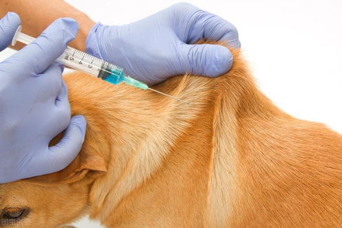 给狗狗打疫苗讲究多,这几个问题不能忽视,不然白打