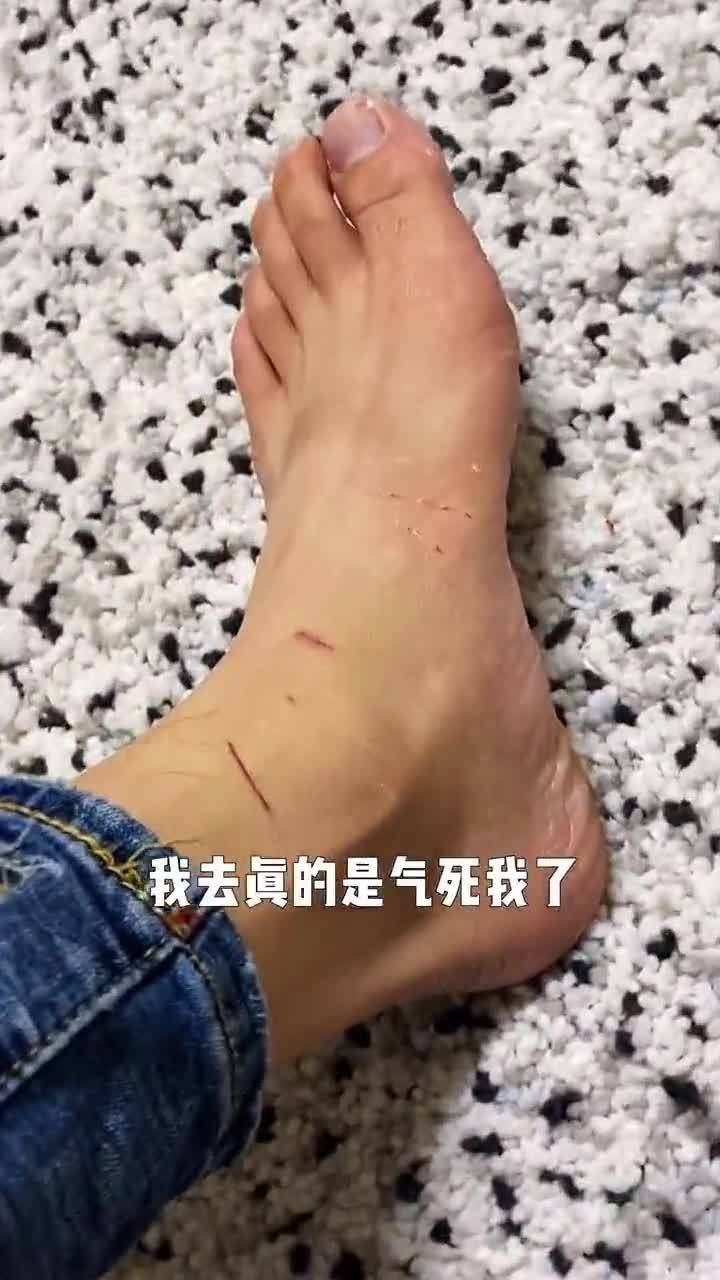 这就是养猫的代价,看样子得教育一下了,真是越想越气 