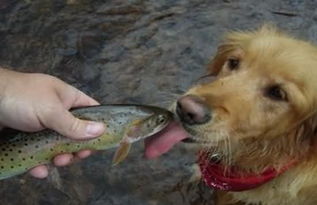 狗狗饮食大问哉 爱犬能吃海鲜吗