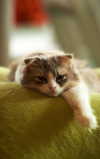 乖巧可爱的小猫咪图片壁纸