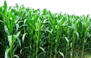 玉米种植时间与生长周期,鲁玉88玉米种植多少天？