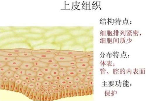 简述上皮组织的结构特点,说明被覆上皮分类和主要分布 