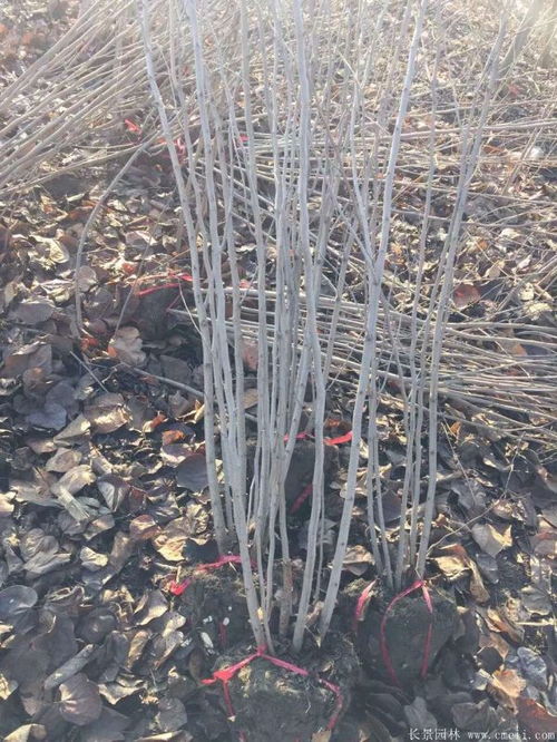 紫荆树盆景图片,紫荆盆景的美丽与