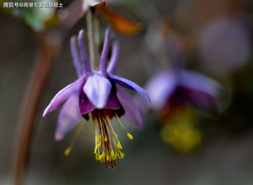 十二生肖2022年立冬节运气算命 需要稳扎稳打,缓慢展开