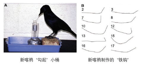 当猫得罪了记仇的鸟,薅熊猫毛的也是它 乌鸦会的事远不止这些