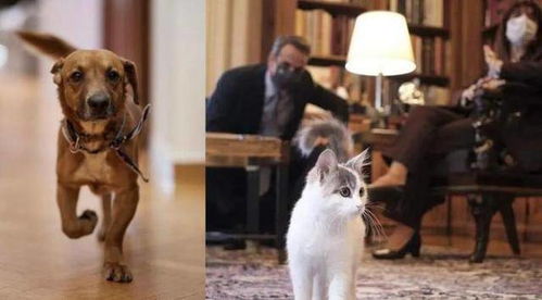总统养猫总理养狗,开设收容所 希腊这样保护动物