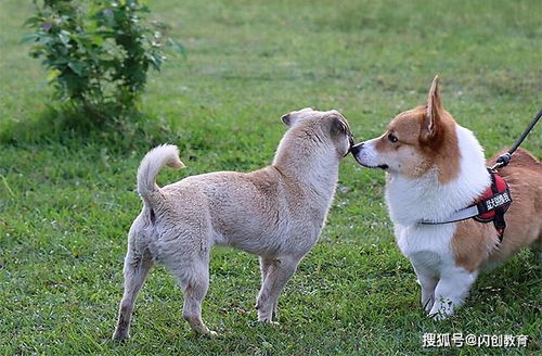 最强禁犬令来袭,宠物再没自由可言,闪传教育此事件这是好是坏