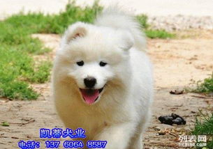 澳版赛级双血统纯种萨摩犬出售适合家养宠物狗送用品