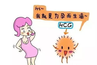 试管移植后hcg,试管移植后，HCG水平的变化与胎儿发育的密切关系