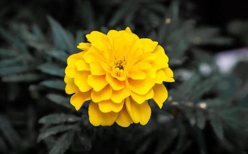 Marigold花语：金黄之美，寓意着希望与爱的力量