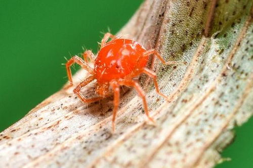 红蜘蛛怎么防治 用什么药最有效