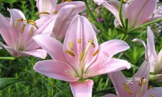 粉红百合花语,粉色百合的花语是什么？