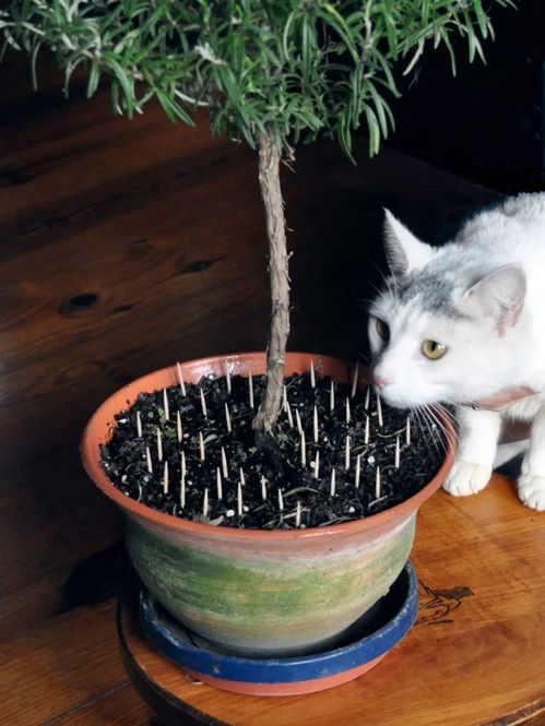 自从家里养了猫之后,家里的植物就遭殃了,大家有什么好的方法