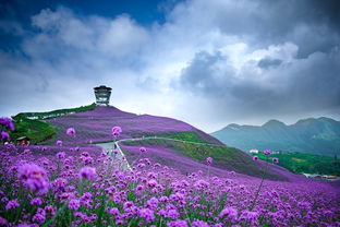 柳花狂舞，春日里的一曲浪漫狂想曲，柳花的意思是什么?