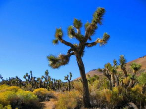 沙漠生长的植物有哪些,沙漠上剧毒的10个植物？