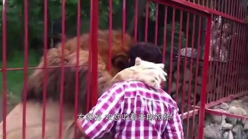 女子挑衅狮子,狮子直接抱住女子的头,镜头拍下惊险过程 