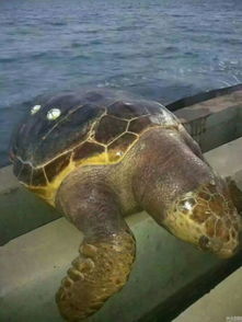 山东一码头现巨型海龟 长近一米已死亡多日 