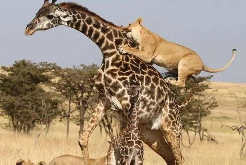 狮群围攻长颈鹿,长颈鹿忍无可忍使出杀手锏,结果狮子悲剧了
