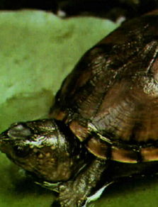 亚马逊泥龟价格及图片 亚马逊泥龟怎么养吃什么和能长多大活多久 爱宠网 