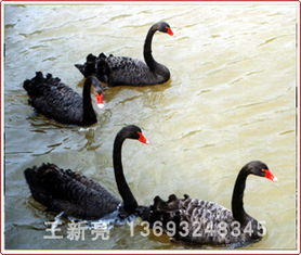 黑天鹅 北京农之春珍禽养殖基地 