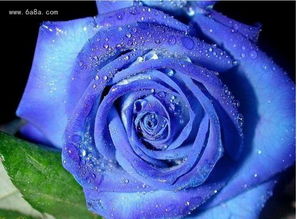 蓝色妖姬是,引言：花卉的世界千奇百
