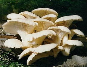 请问这种蘑菇的名字叫什么,谢谢了 