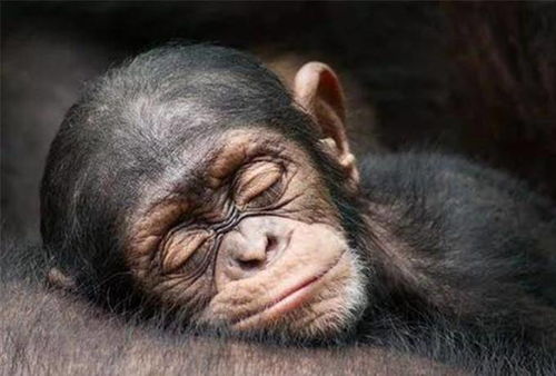 动物睡觉也会做梦 科学家给出答案,或许与它有关