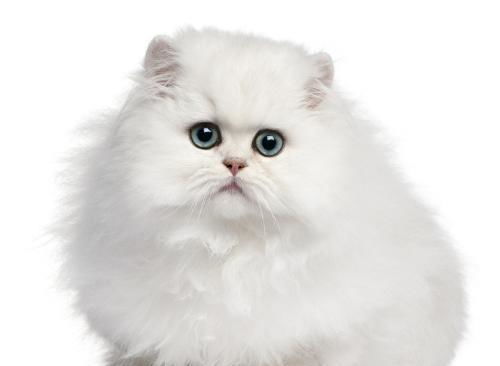 优雅高贵的波斯猫名字推荐(白色的波斯猫取什么名字可爱)