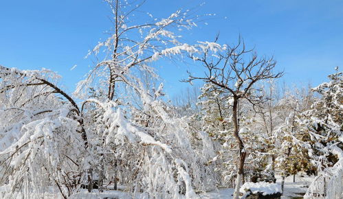 大雪节气是哪一天(2022年二十四节气大雪是几月几日)