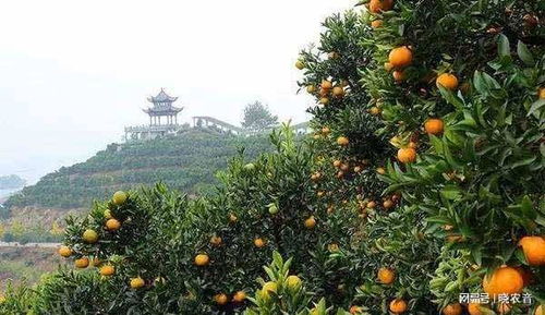 柑橘栽培区在哪个省,柑橘种植的条件，，在中国的分布。