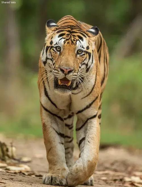 因虎结缘,与虎为伴,这位印度兄弟与孟加拉虎剪不断的情缘 搜狐旅游 搜狐网 