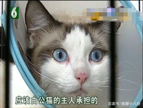 把猫送去配种要配几天啊