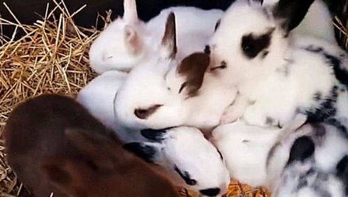 兔子妈妈为何会咬死刚出生的小兔子 得知原因后,网友 太可怕